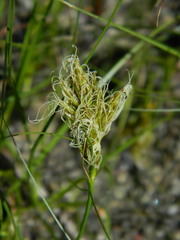 Carex douglasii