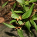 Persoonia laurina - Photo (c) Casliber, algunos derechos reservados (CC BY-SA)