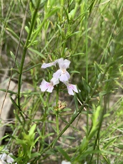 Westringia tenuicaulis