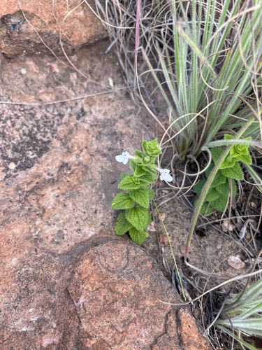 White Stachys (Stachys natalensis)