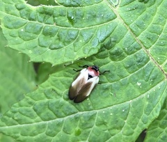 Sphenorhina quadrifera