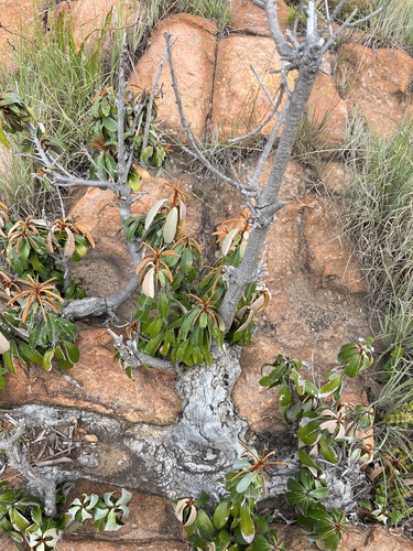 Stamvrug (Englerophytum magalismontanum)