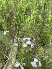 Westringia tenuicaulis