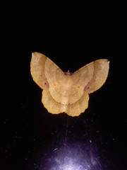 Erastria decrepitaria