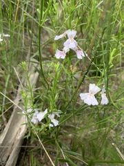 Westringia tenuicaulis