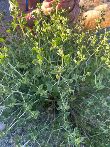 Desert Brickellbush (Brickellia desertorum)