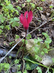 Cyclamen