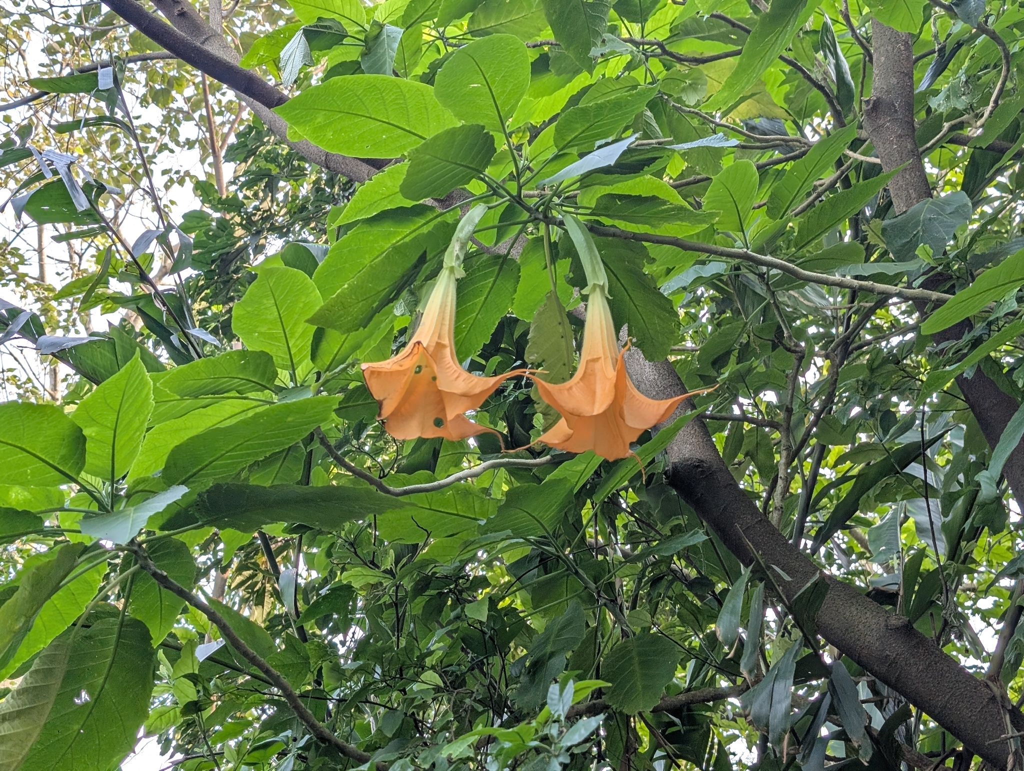 Golden Angel's Trumpet (Brugmansia aurea)