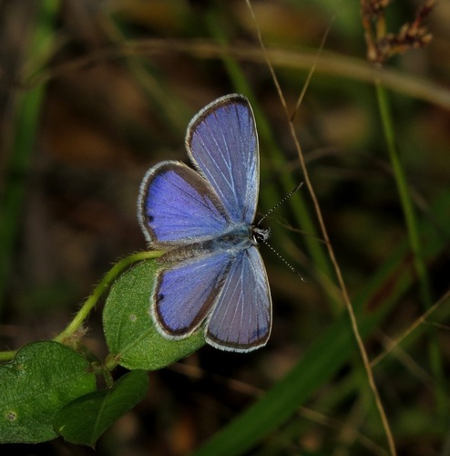 Ceraunus Blue, photo 4 of 10