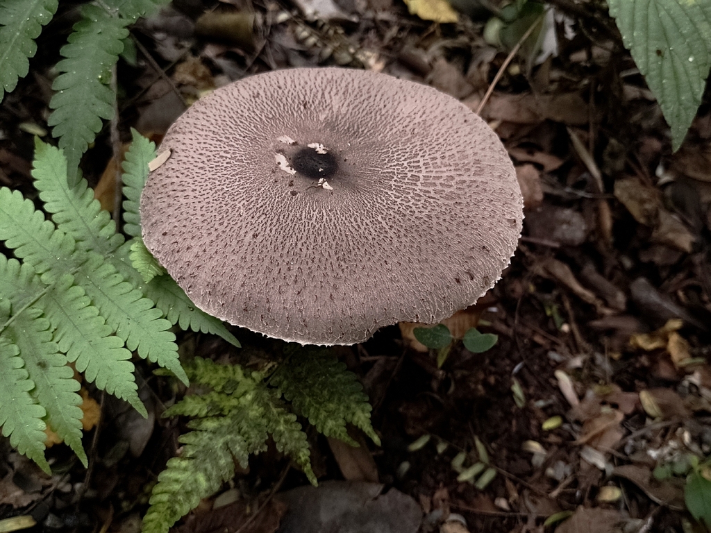 Macrolepiota pulchella · March 2026 · photo: © gussoni (iNaturalist, cc-by)