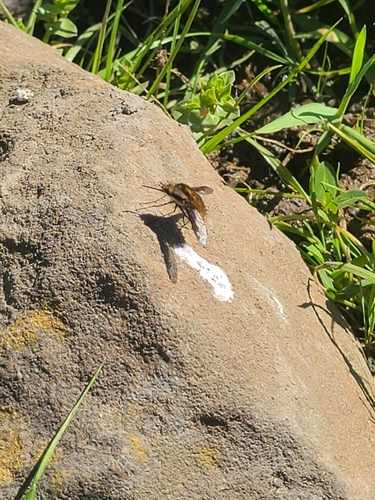 Unknown species found near Davenport, CA 95017, USA