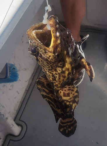Leopard Toadfish (Opsanus pardus) — Batrachoididae
