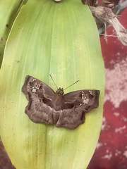 Quadrus lugubris lugubris
