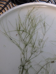 Potamogeton confervoides