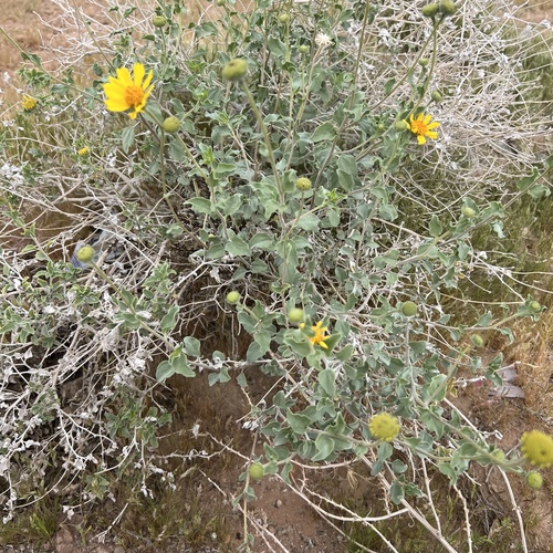 Virgin River Brittlebush (Encelia virginensis)