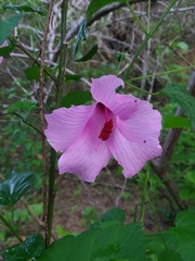 Hibiscus escobariae