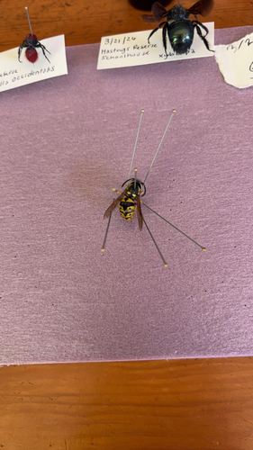 iNaturalist observation photo of Western Yellowjacket