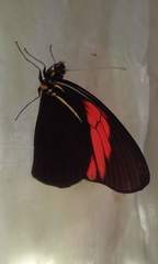 Pereute charops charops