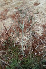 Limonium insigne, photograph (c) Olivier Argagnon, some rights reserved (CC BY)