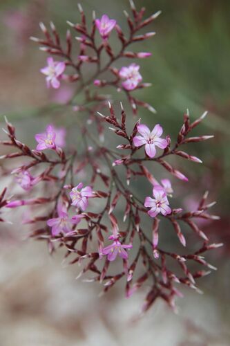 Limonium insigne, photograph 4