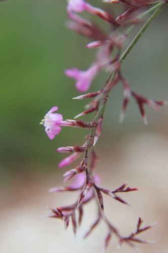 Limonium insigne, photograph 5