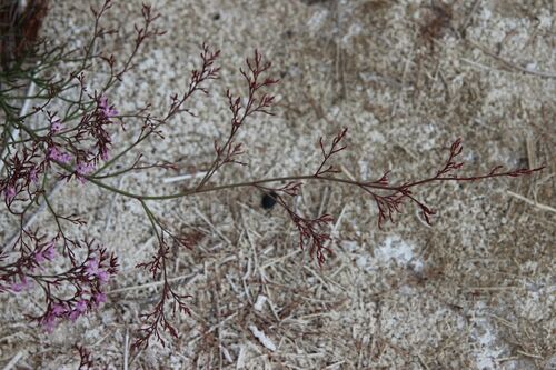 Limonium insigne, photograph 6