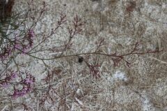 Limonium insigne, photograph (c) Olivier Argagnon, some rights reserved (CC BY)