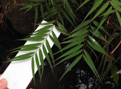 Pentasachme caudatum