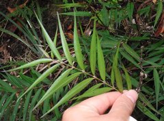 Pentasachme caudatum