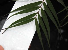 Pentasachme caudatum