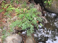 Pentasachme caudatum