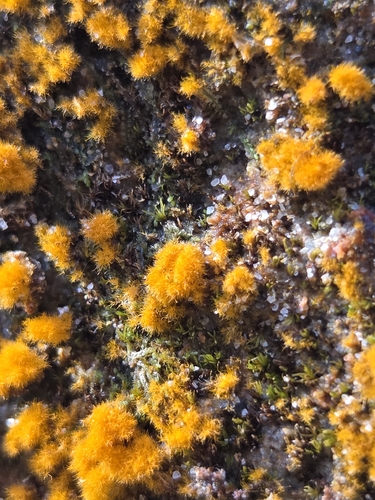 Orange Rock Hair (Trentepohlia aurea)