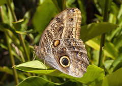 Caligo telamonius menus