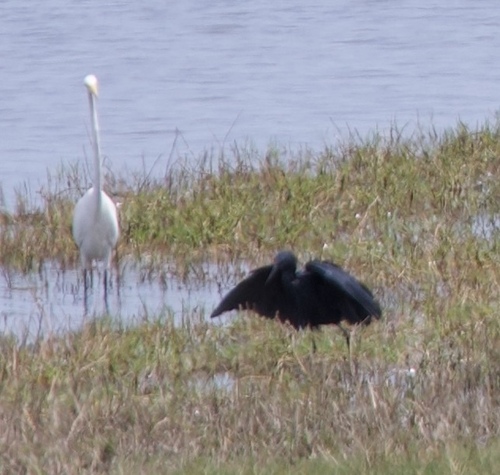 iNaturalist: (c) Peter Attarian, some rights reserved (CC BY-NC), uploaded by Peter Attarian iNaturalist image