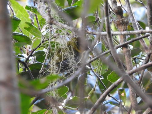 iNaturalist image