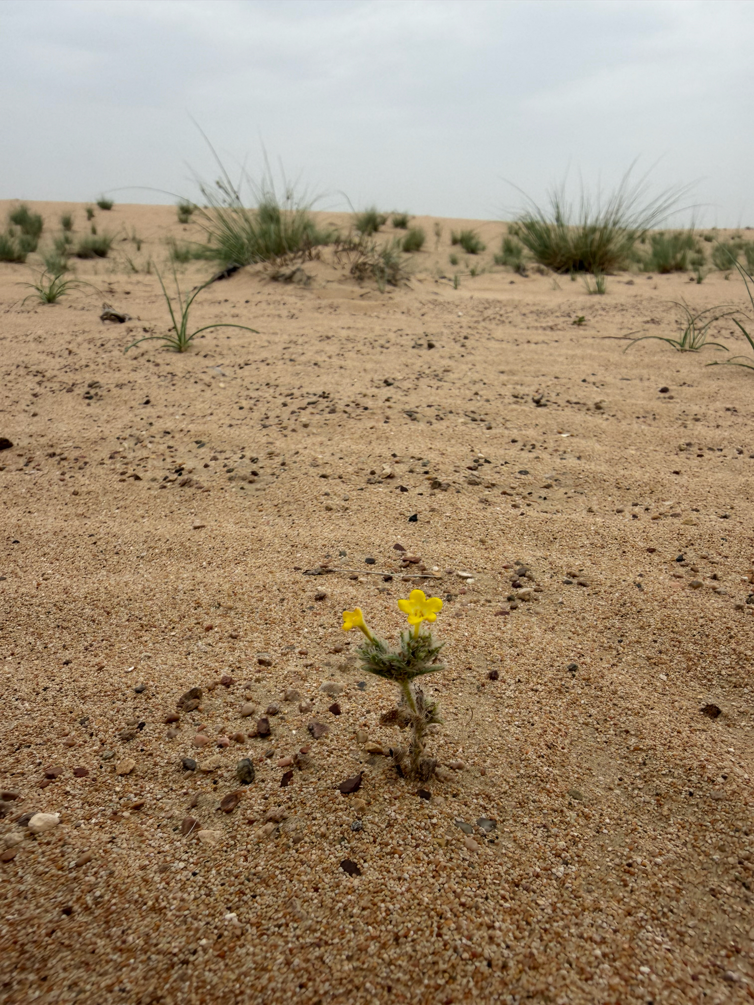 Arabian-Primrose (Arnebia hispidissima)