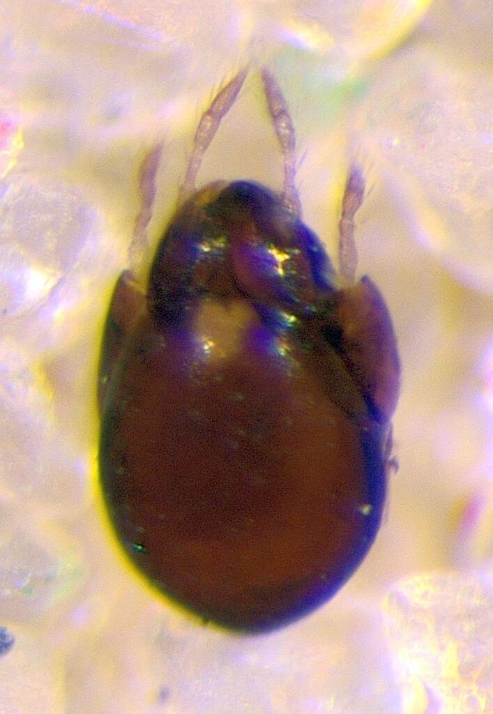 Tegoribatidae