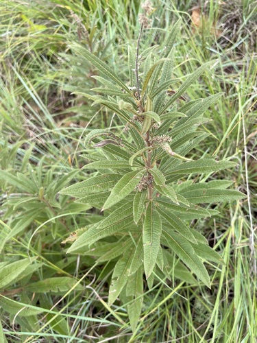 Grassveld Currantrhus (Searsia discolor)