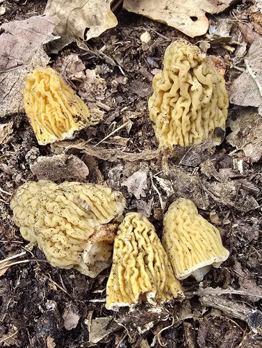 Verpa bohemica pallida