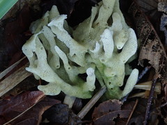 Homaxinella amphispicula