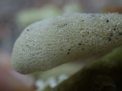 Homaxinella amphispicula