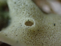 Homaxinella amphispicula