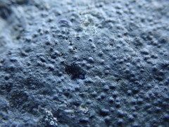 Hydropunctaria maura