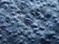 Hydropunctaria maura