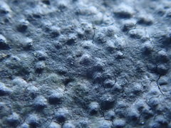 Hydropunctaria maura