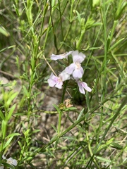 Westringia tenuicaulis