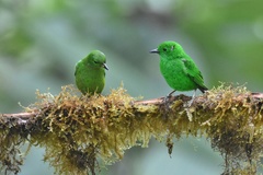 Chlorochrysa phoenicotis