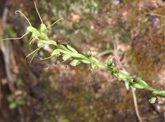 Peristylus tentaculatus