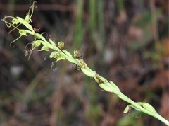 Peristylus tentaculatus