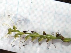 Peristylus tentaculatus